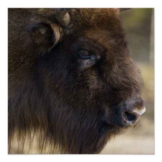 Bison Canvas Print Poster (Vorderseite)