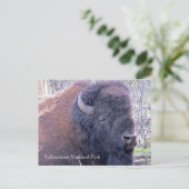 Bison Closeup Postcard Postkarte (Stehend Vorderseite)