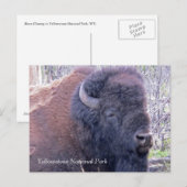 Bison Closeup Postcard Postkarte (Vorne/Hinten)