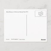 Bison Closeup Postcard Postkarte (Rückseite)