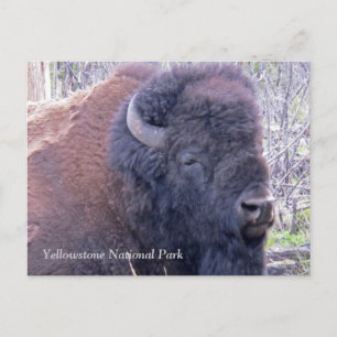 Bison Closeup Postcard Postkarte