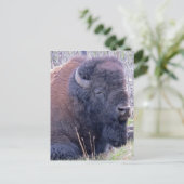 Bison Closeup Postcard Postkarte (Stehend Vorderseite)