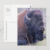 Bison Closeup Postcard Postkarte (Vorne/Hinten)