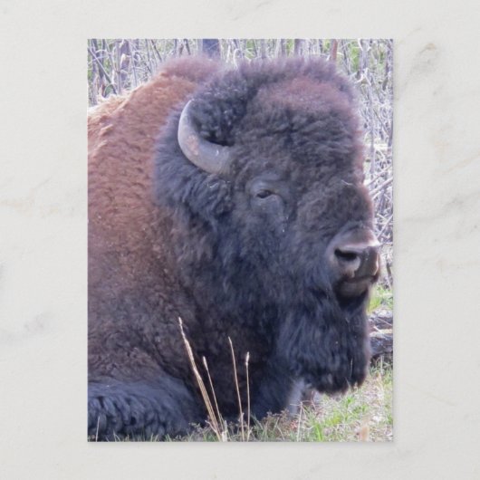 Bison Closeup Postcard Postkarte (Vorderseite)
