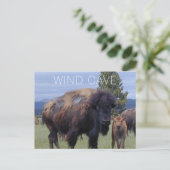 Bison Cow and Calf, Wind Cave National Park SD Postkarte (Stehend Vorderseite)