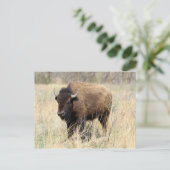Bison Cow in Flint Hills, Kansas Postkarte (Stehend Vorderseite)