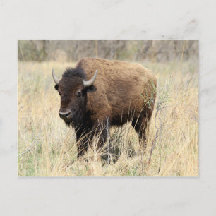 Bison Cow in Flint Hills, Kansas Postkarte