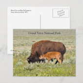 Bison Cow und Calf Landschaftliche Postkarte (Vorne/Hinten)