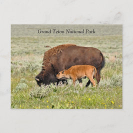 Bison Cow und Calf Landschaftliche Postkarte