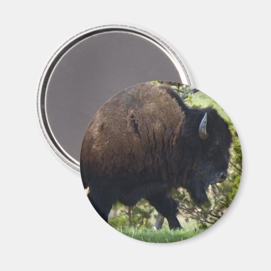 Bison Crossing Magnet (Vorderseite/Rückseite)