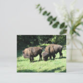 " BISON DAYS " POSTKARTE (Stehend Vorderseite)