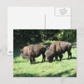 " BISON DAYS " POSTKARTE (Vorne/Hinten)