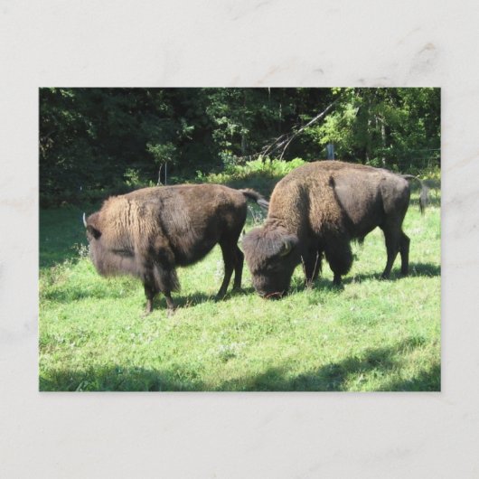" BISON DAYS " POSTKARTE (Vorderseite)