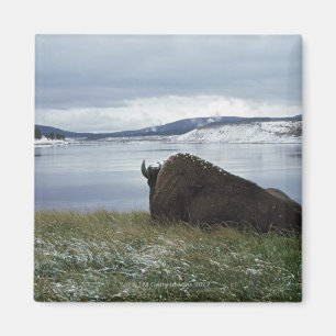 Bison, der an durch Yellowstone River mit Schnee Magnet