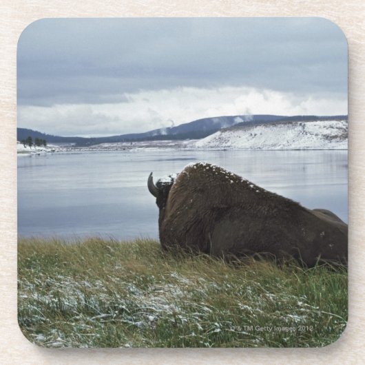 Bison, der an durch Yellowstone River mit Schnee Untersetzer (Vorderseite)