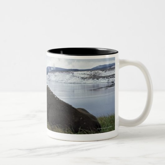 Bison, der an durch Yellowstone River mit Schnee Zweifarbige Tasse (Rechts)