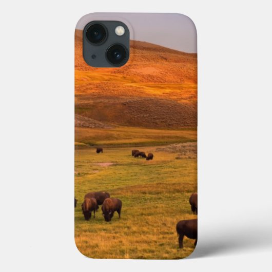 Bison, der auf Hügel an Hayden Tal weiden lässt Case-Mate iPhone Hülle (Rückseite)