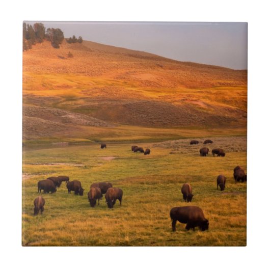 Bison, der auf Hügel an Hayden Tal weiden lässt Fliese (Vorderseite)