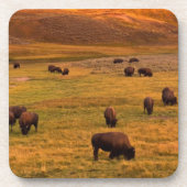 Bison, der auf Hügel an Hayden Tal weiden lässt Getränkeuntersetzer (Vorderseite)