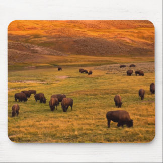 Bison, der auf Hügel an Hayden Tal weiden lässt Mousepad