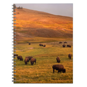 Bison, der auf Hügel an Hayden Tal weiden lässt Notizblock
