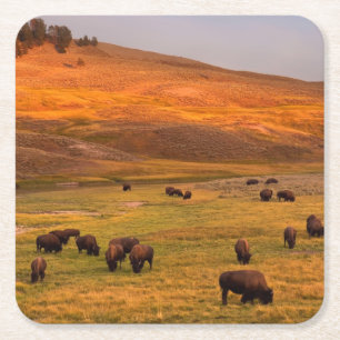 Bison, der auf Hügel an Hayden Tal weiden lässt Rechteckiger Pappuntersetzer