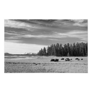 Bison, der bei Yellowstone Schwarzweiss weiden Fotodruck
