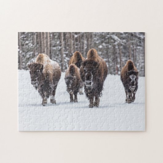 Bison Family in Snow Jigsaw Puzzle (Horizontal)