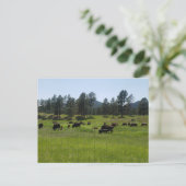 Bison Farm im amerikanischen Westen Postkarte (Stehend Vorderseite)