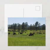 Bison Farm im amerikanischen Westen Postkarte (Vorne/Hinten)