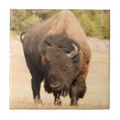 Bison Fliese (Vorderseite)