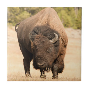 Bison Fliese
