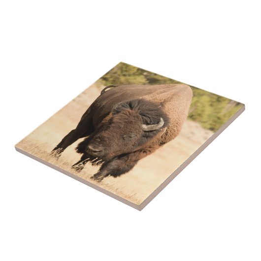Bison Fliese (Seite)
