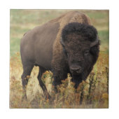 Bison Foto Fliese (Vorderseite)