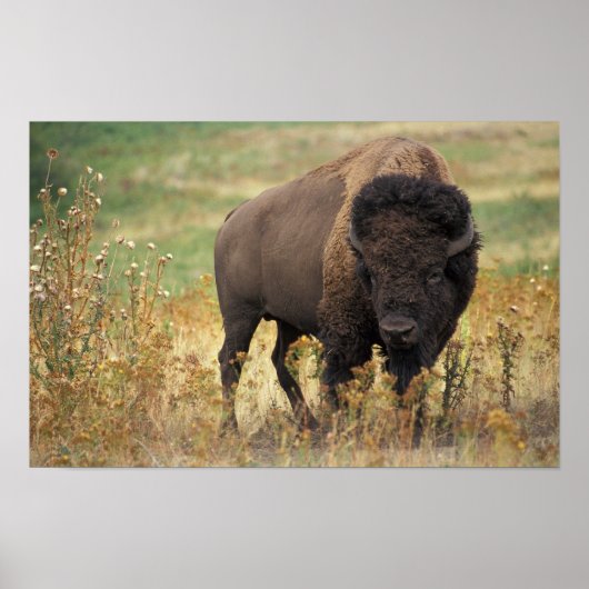 Bison Foto Poster (Vorne)