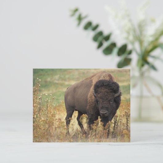 Bison Foto Postkarte (Stehend Vorderseite)