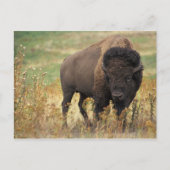 Bison Foto Postkarte (Vorderseite)