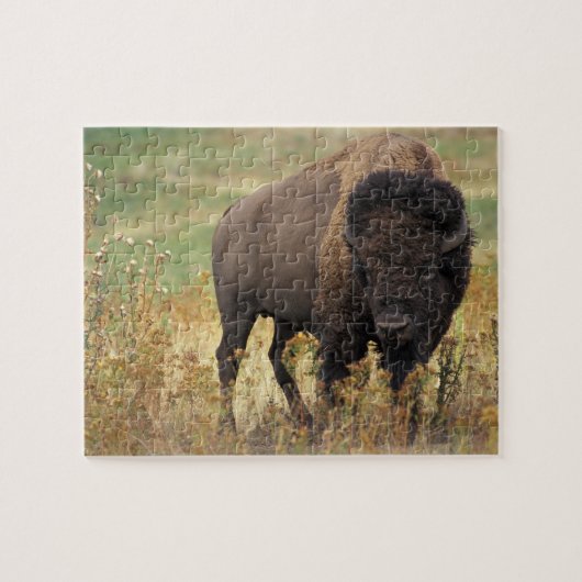 Bison Foto Puzzle (Horizontal)
