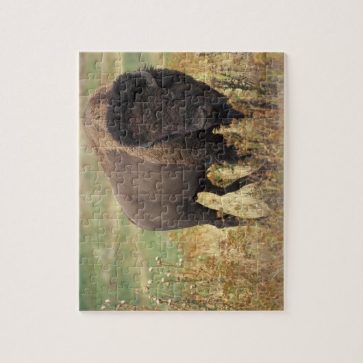 Bison Foto Puzzle (Vertikal)
