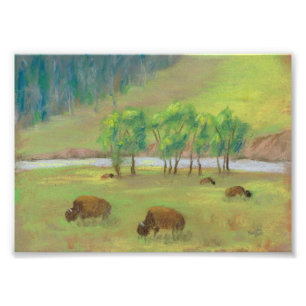 Bison Fotodruck