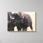 Bison-Freundschaft Leinwanddruck (Vorderseite)