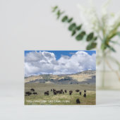 Bison Fun Fakten Yellowstone Nationalpark Postkarte (Stehend Vorderseite)