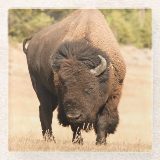 Bison Glasuntersetzer (Vorderseite)
