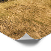 Bison Grazing am Fluss Poster (Ecke)