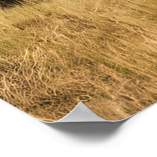 Bison Grazing am Fluss Poster (Ecke)