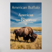 Bison Grazing am Fluss Poster (Vorne)