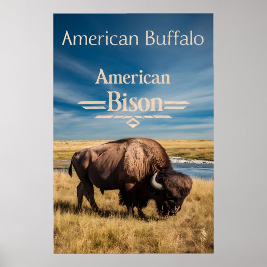 Bison Grazing am Fluss Poster (Vorne)