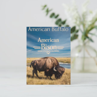 Bison Grazing am Fluss Postkarte
