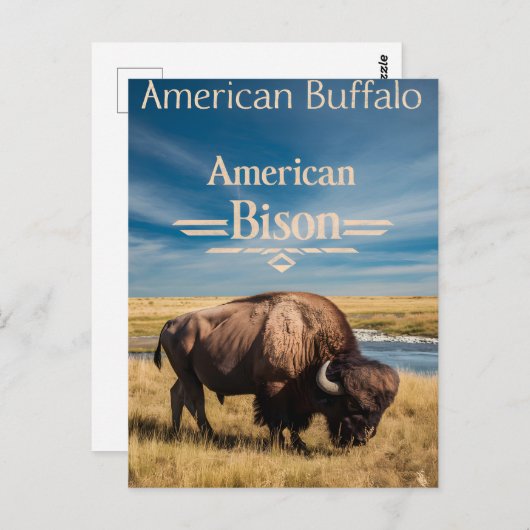 Bison Grazing am Fluss Postkarte (Vorne/Hinten)