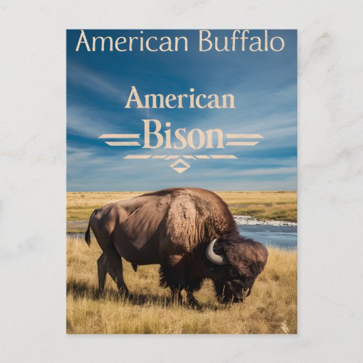 Bison Grazing am Fluss Postkarte (Vorderseite)